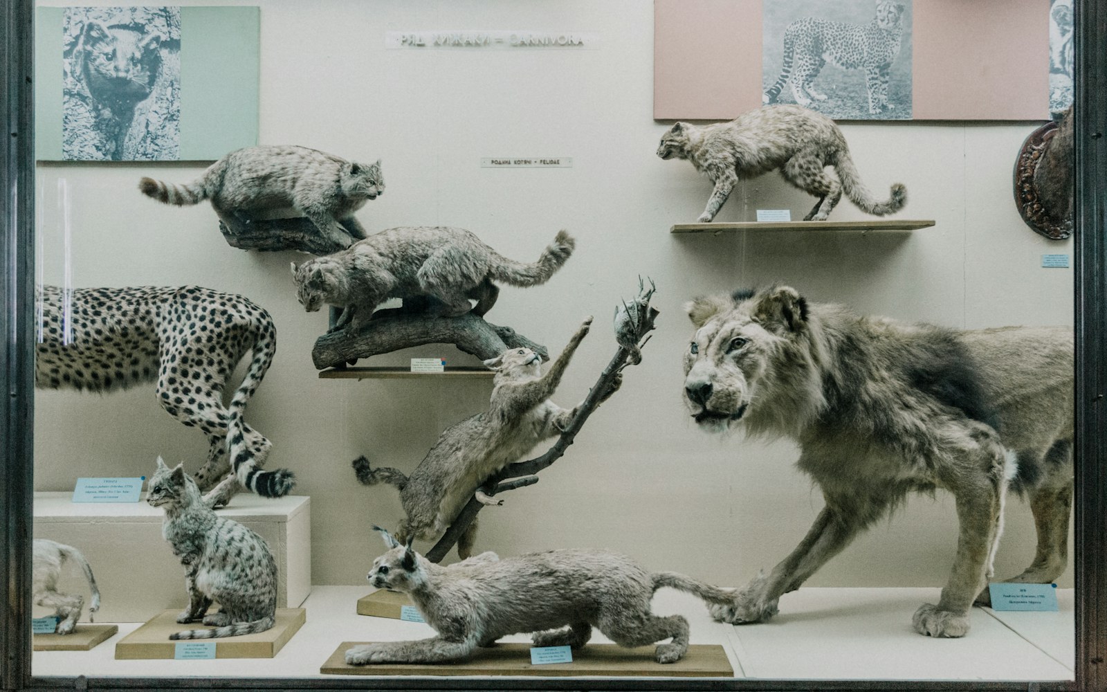 A handmade animal sculpture beside labeled reference photographs, notes, and craft tools on a studio table