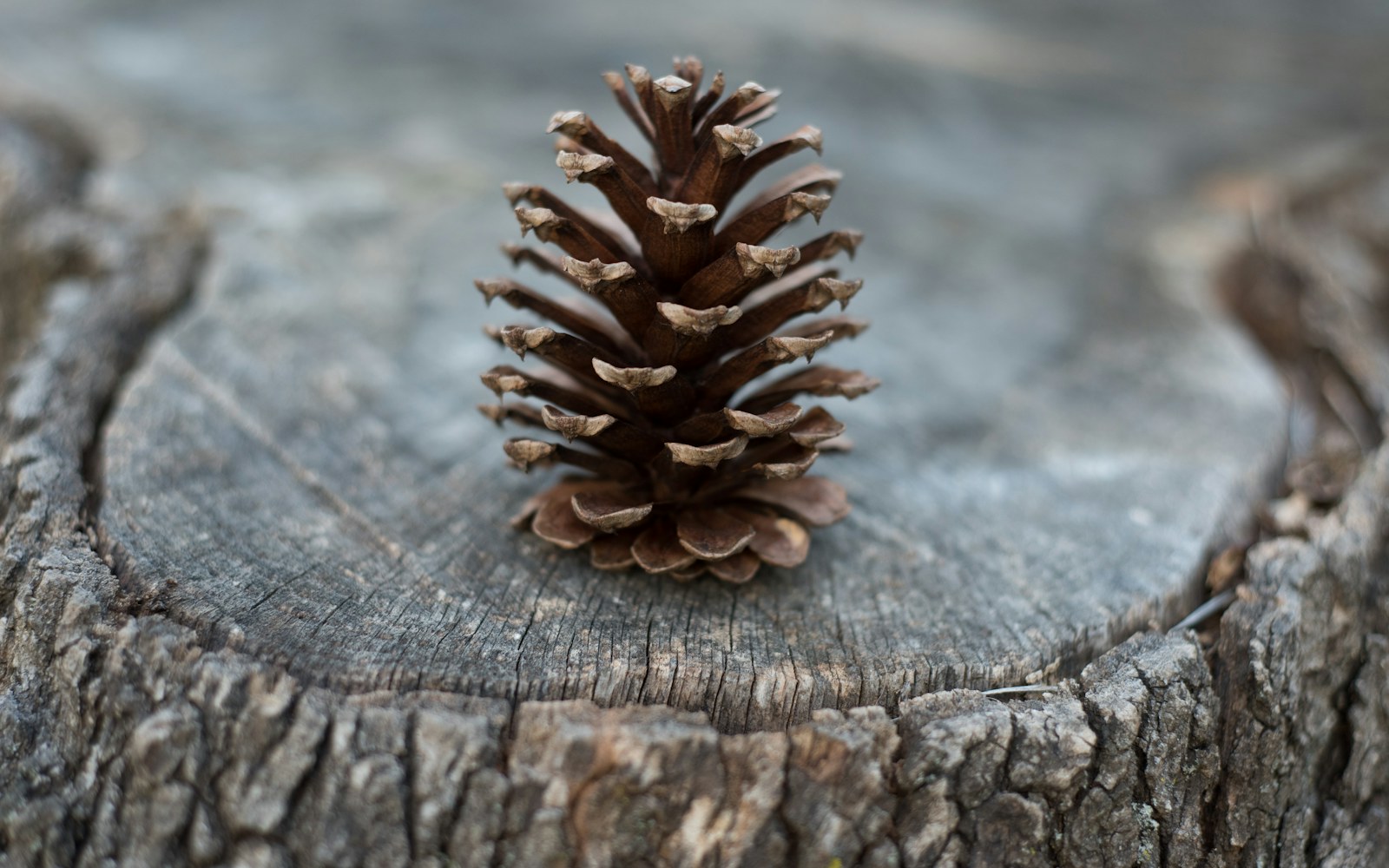 Dry bark, pinecones, twigs, and seed pods arranged beside tools for making an art doll