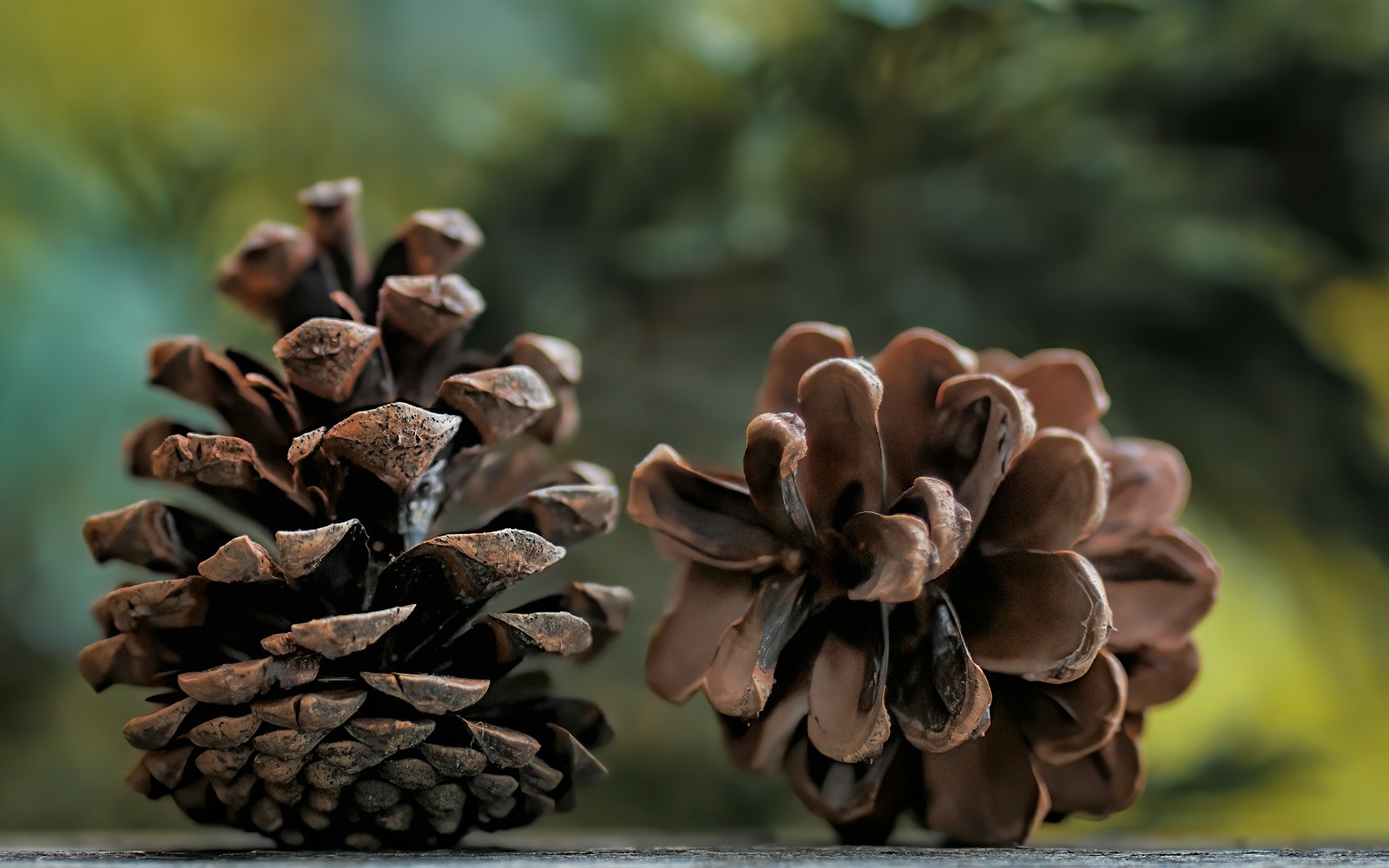 A close view of bark, pinecones, twigs and dried plant fragments arranged beside a handmade art doll on a clean work surface.